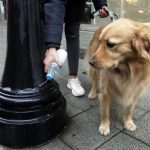 Aprobada la nueva ordenanza de animales que sanciona por no limpiar los orines de los perros en Vitoria
